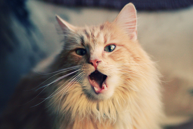 开云竞猜官网-运动科技结合AI语音分析助力技战术复盘，ai等“黑科技”助力专业体育,目标大众运动健身